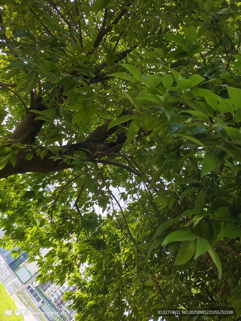 仰視繁茂綠樹景觀