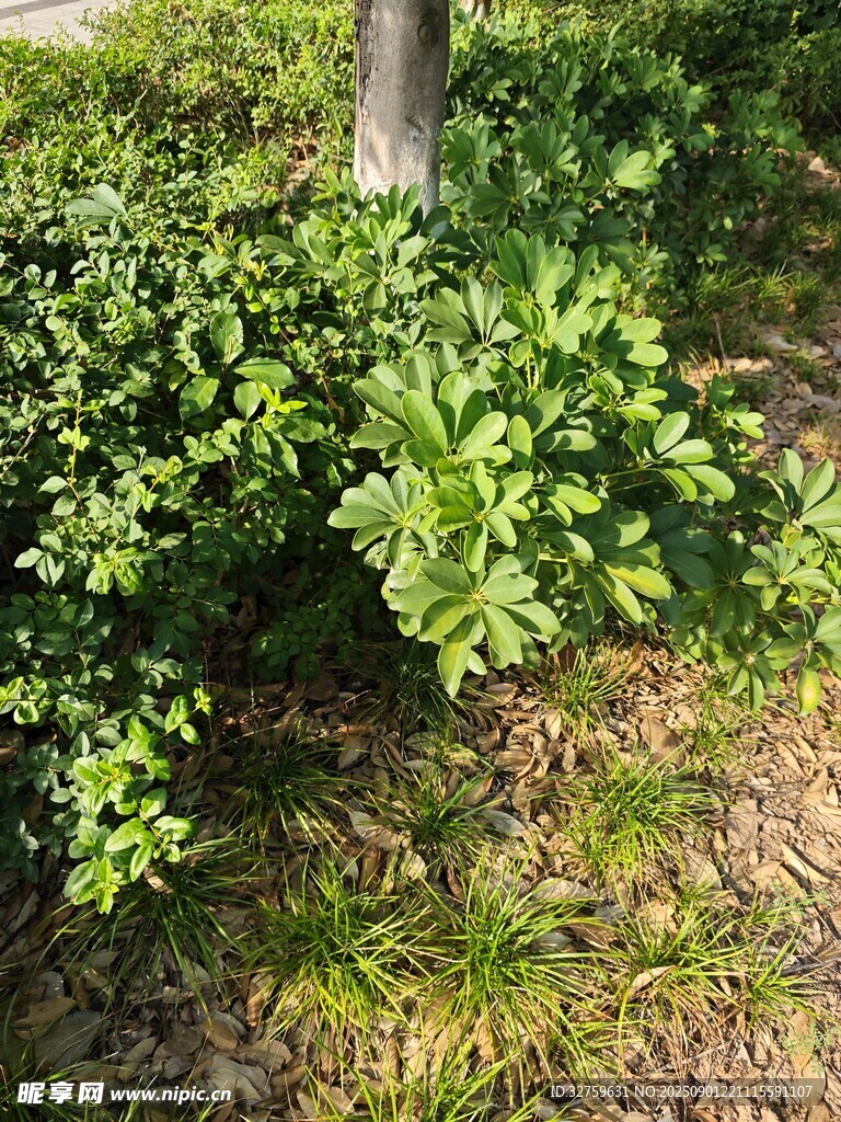 綠葉繁茂的地面植物