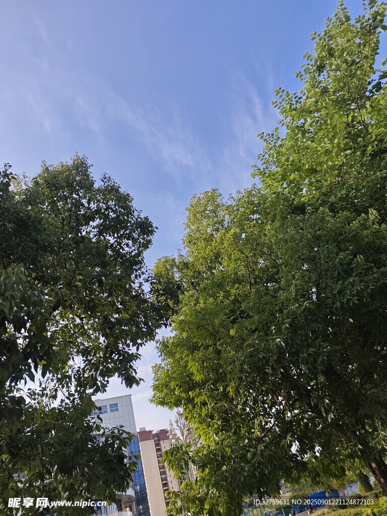 藍天綠樹風景