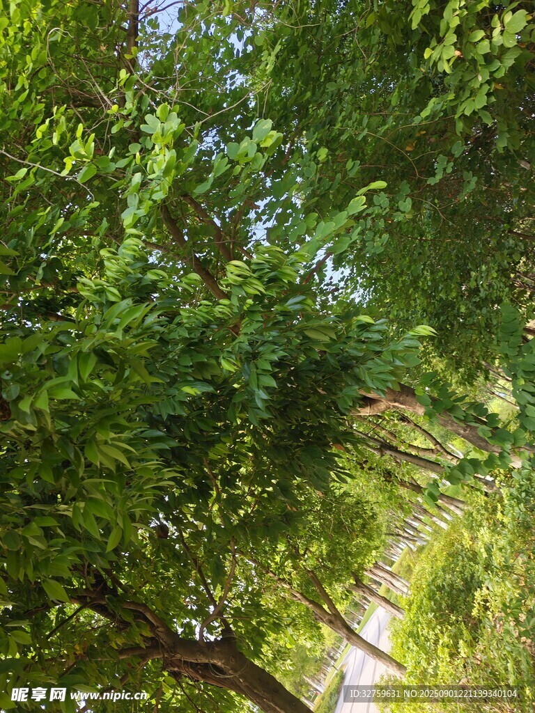 林間綠意盎然的樹木景觀