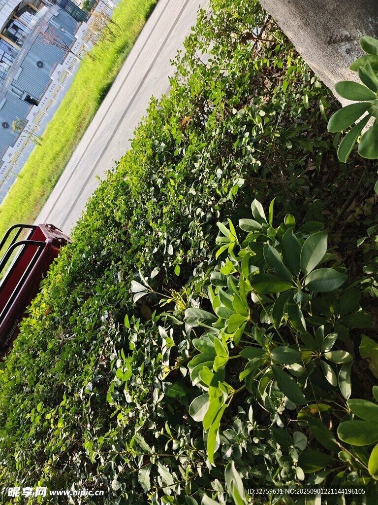 路邊繁茂綠植景觀