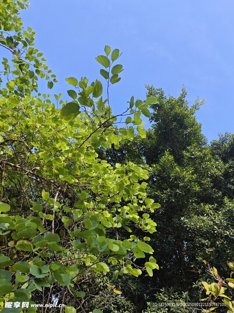 藍(lán)天綠樹自然美景