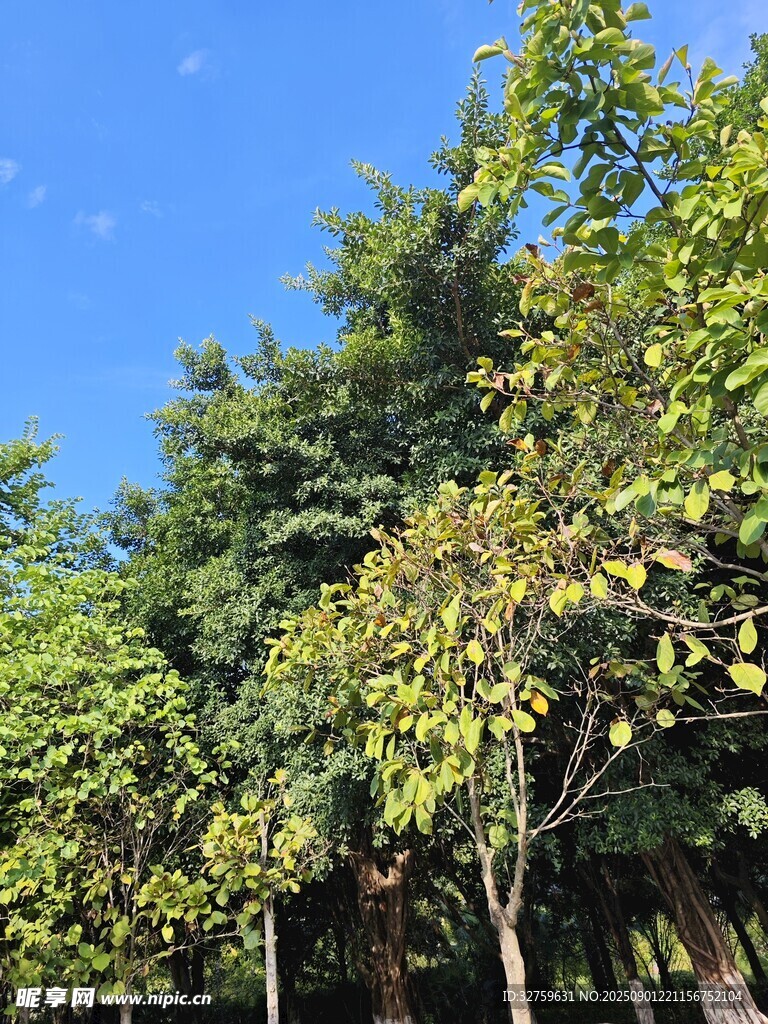 藍(lán)天綠樹間的清新景致