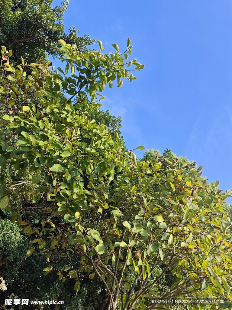 藍天映襯下的繁茂綠樹