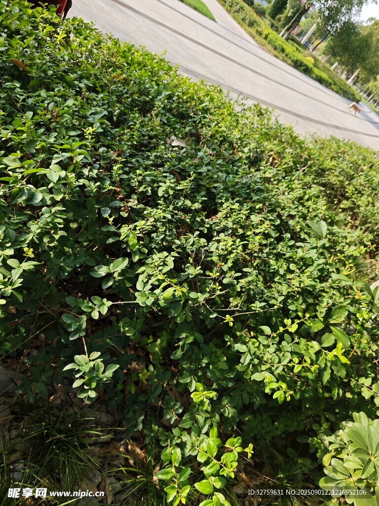 路邊繁茂綠植景觀