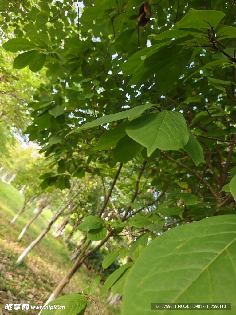 夏日綠蔭下的清新自然景象
