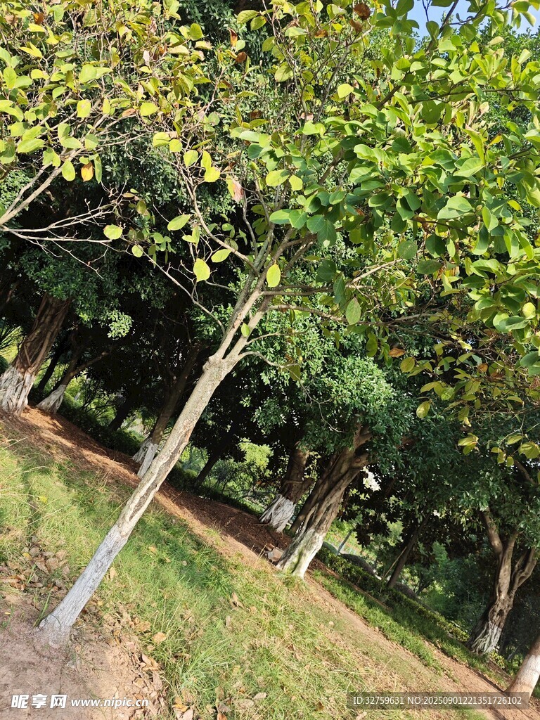 林間繁茂樹(shù)木綠意盎然