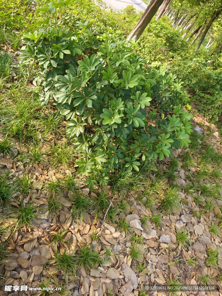 野外叢生的綠色植物