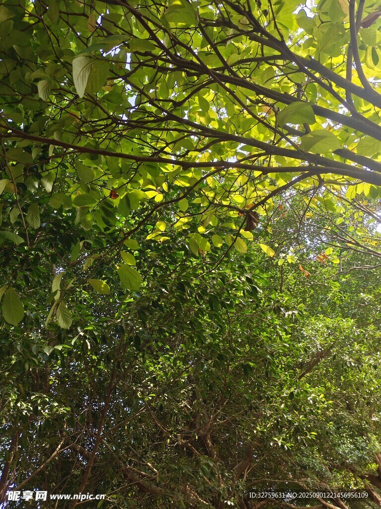 繁茂枝葉間的光影世界