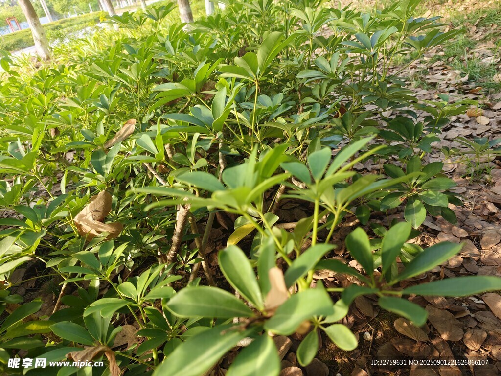綠葉繁茂的植物景觀