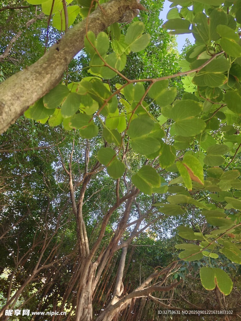仰視茂密樹林中的繁茂枝葉