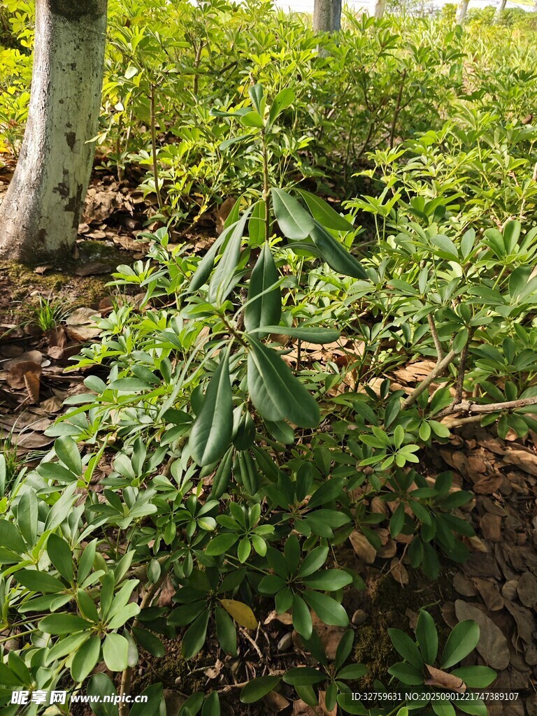 綠意盎然的灌木叢景觀