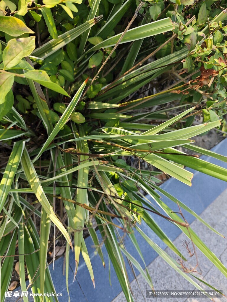 翠綠蘭草植物特寫