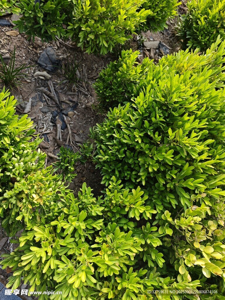 翠綠繁茂的垂直綠植墻