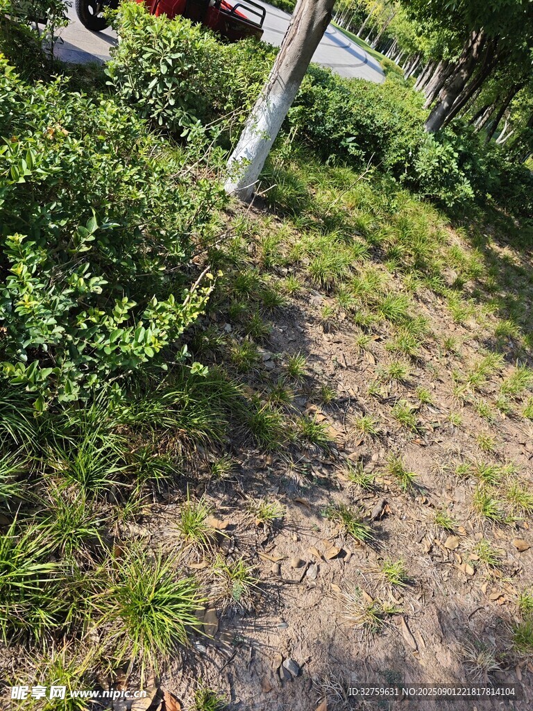 戶外草地與綠植景觀