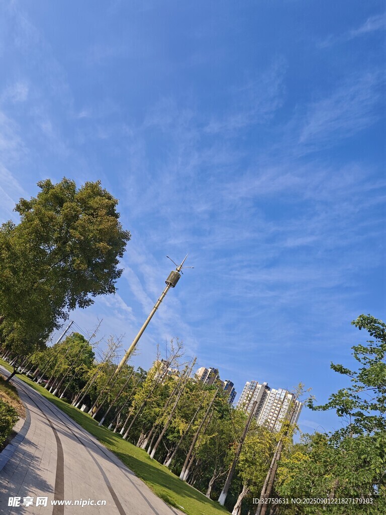 藍天白云下的林蔭道路