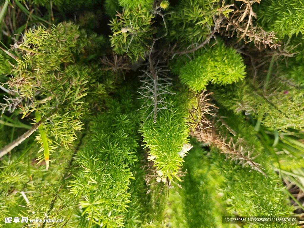 翠綠苔蘚微觀自然景致