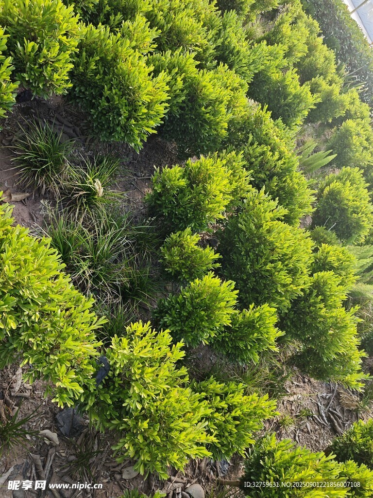 航拍綠意盎然的山坡樹林