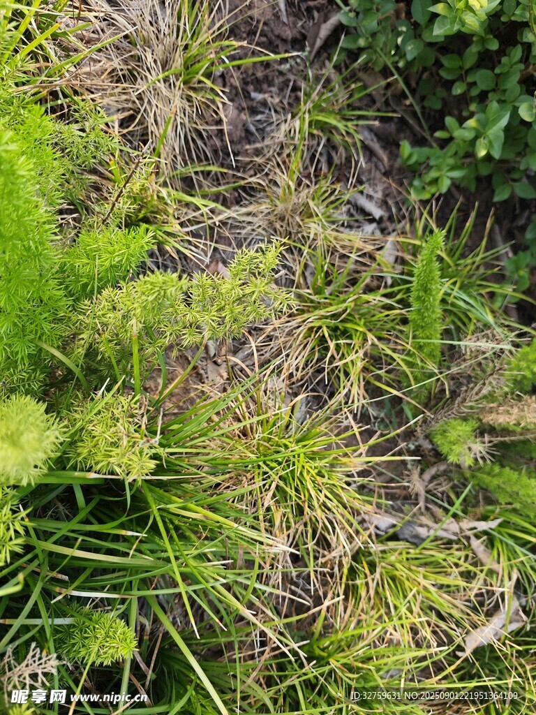 地面上的嫩綠植物