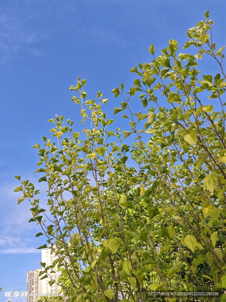 藍天映襯下的蔥郁綠樹