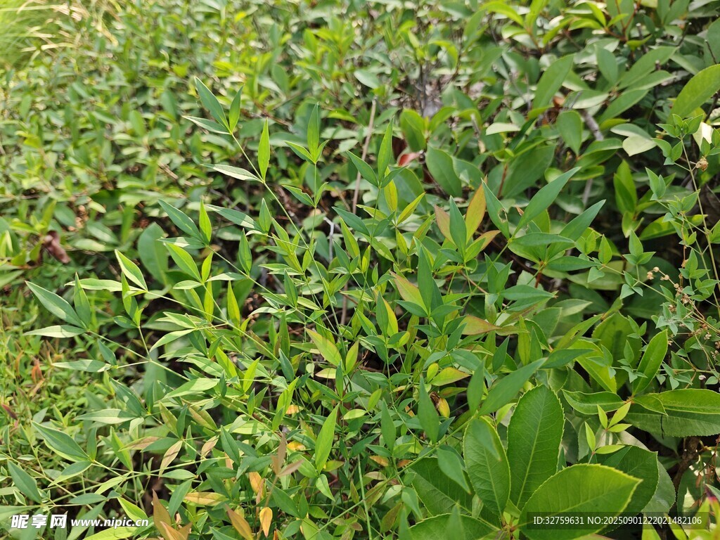 綠意盎然的植物景觀