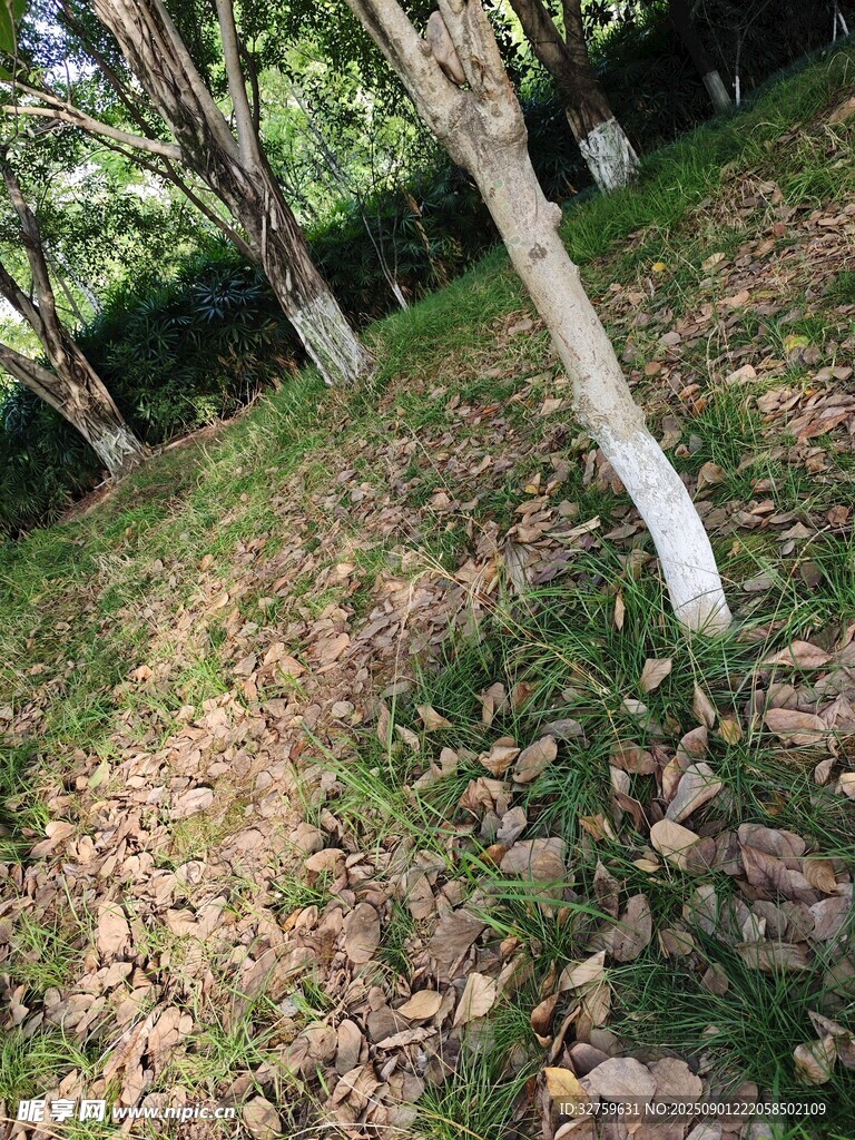 林間草地與樹干景象