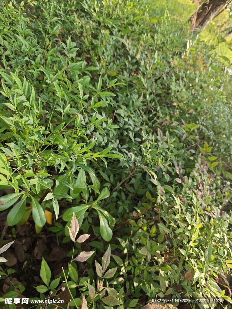 綠意盎然的繁茂植物景觀