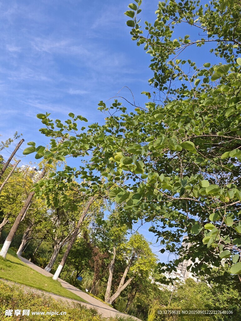 陽光下的蔥郁樹林景觀