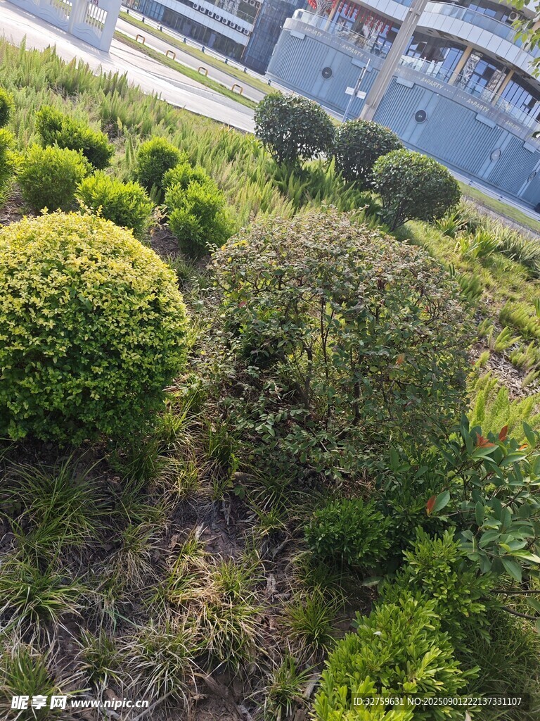 修剪整齊的球形綠植景觀