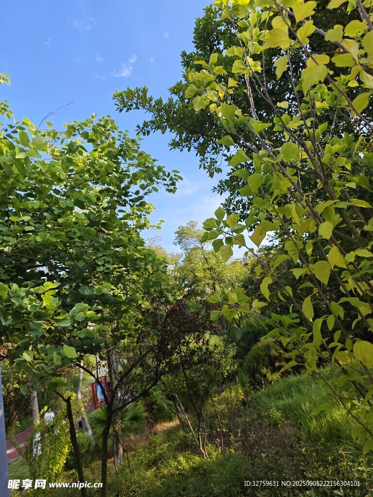 夏日林間綠意盎然