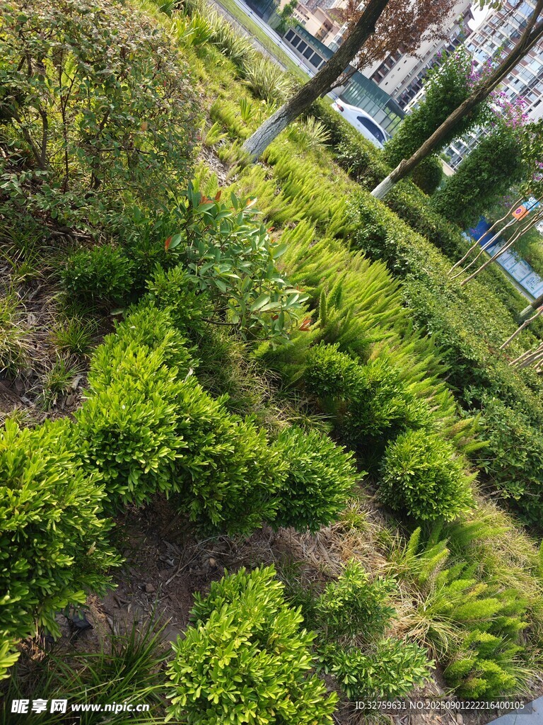 綠意盎然的園林植物景觀