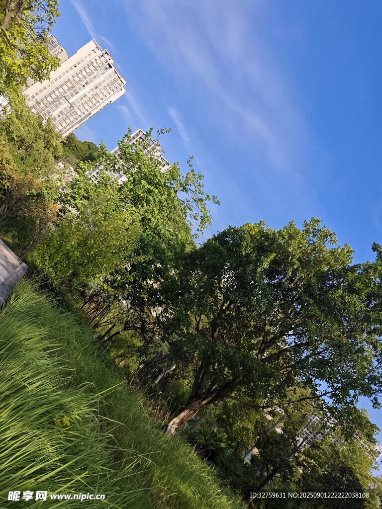 城市中的綠植與藍天美景