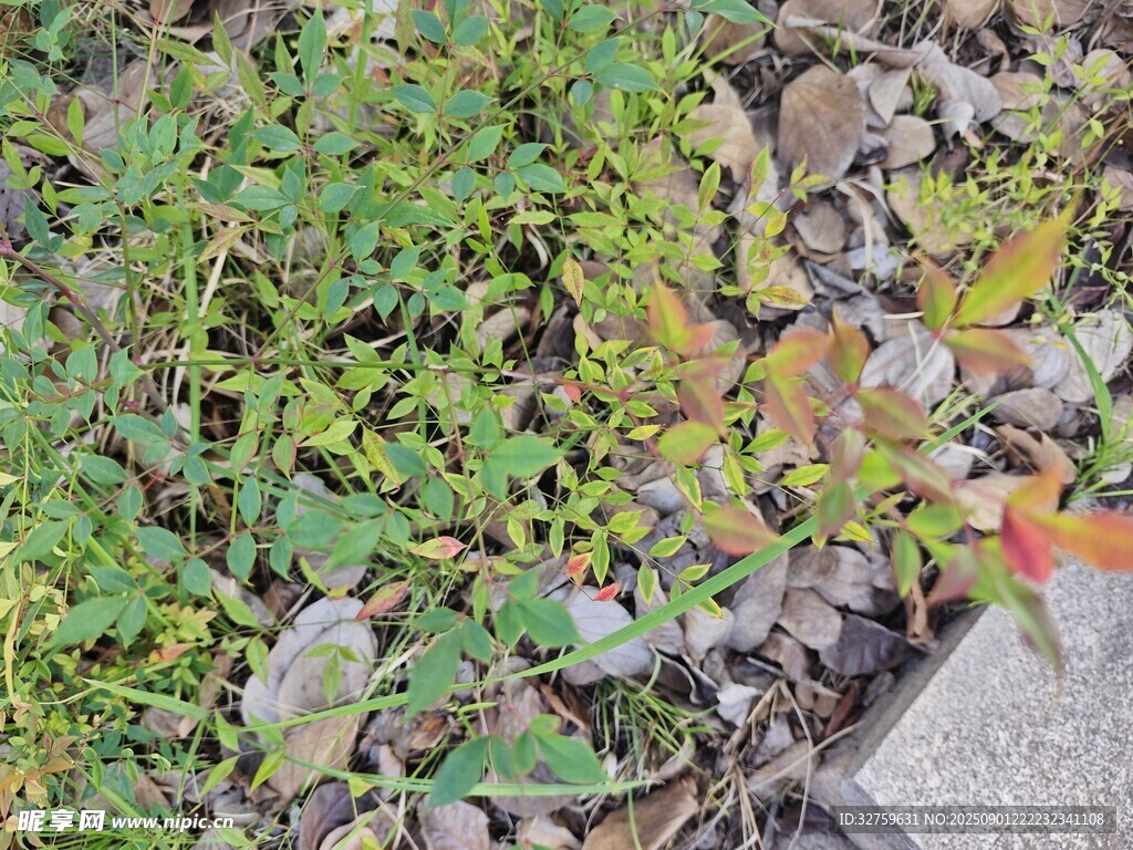 地面上的多樣綠色植物