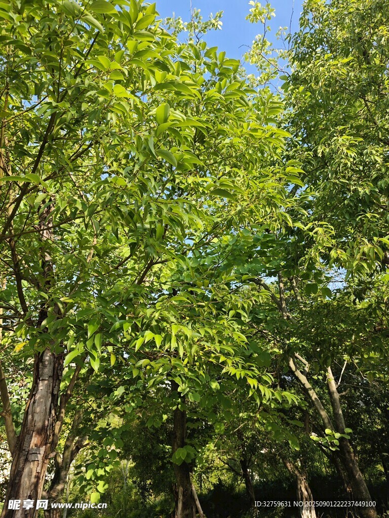 夏日蔥郁樹林景觀