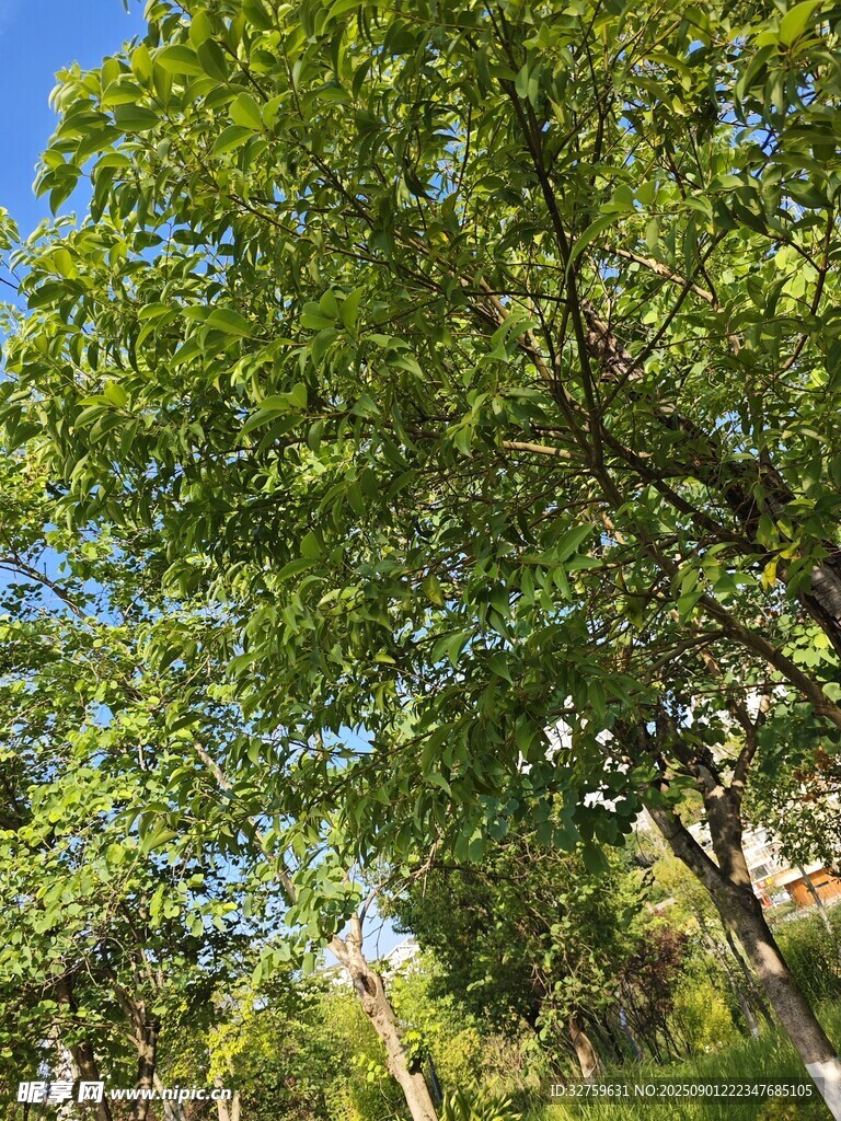 夏日繁茂綠樹
