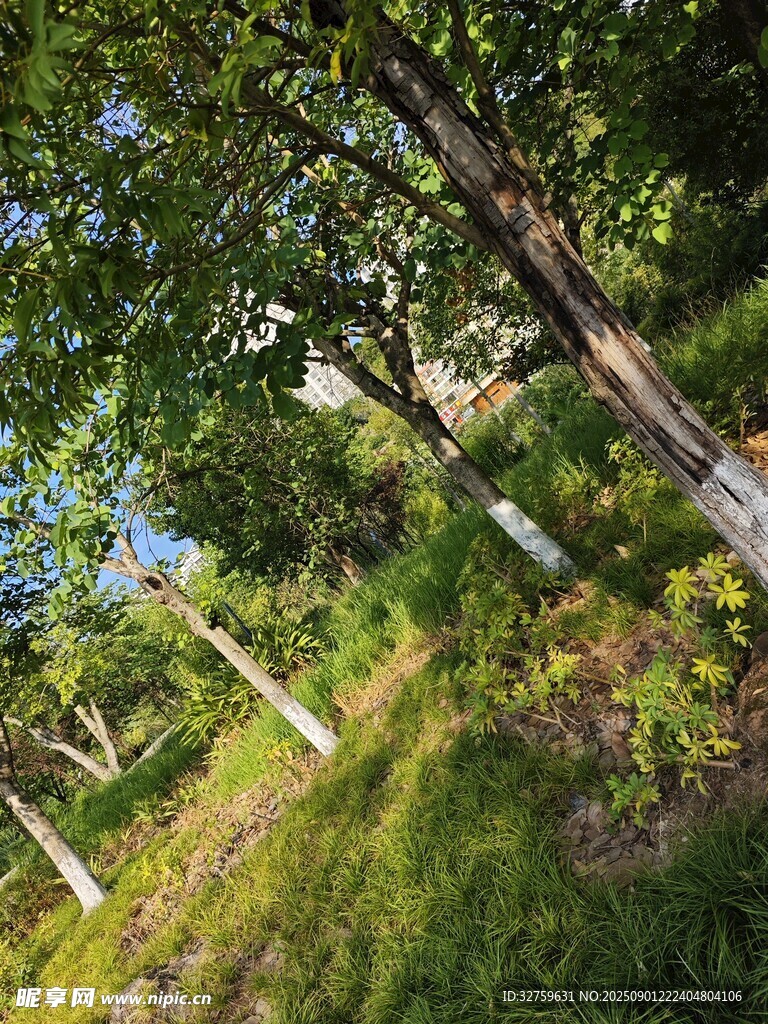 林間陽光灑落的綠意小徑