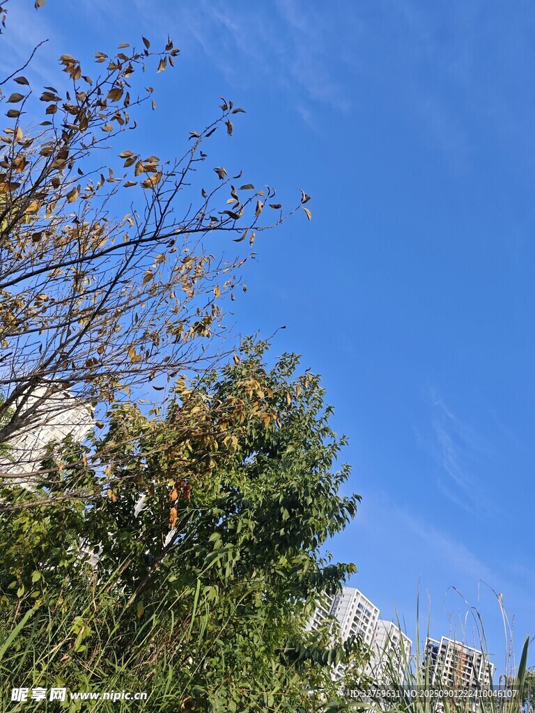 藍(lán)天綠樹風(fēng)景