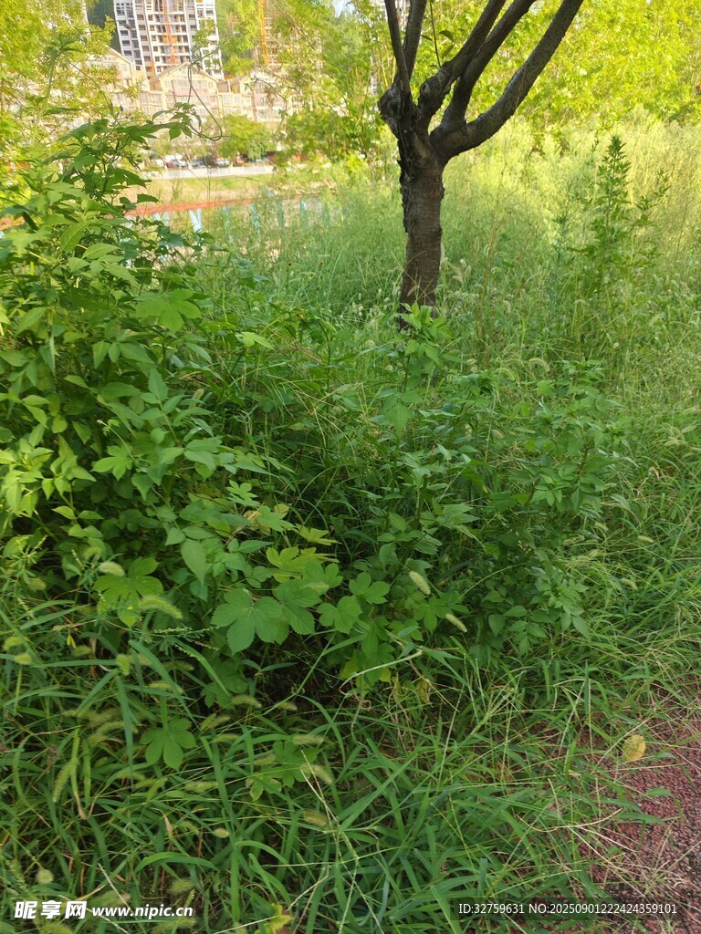綠意盎然的草地與孤樹