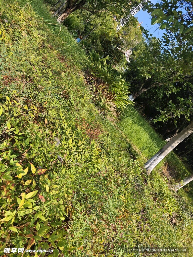 戶外翠綠繁茂植物景觀