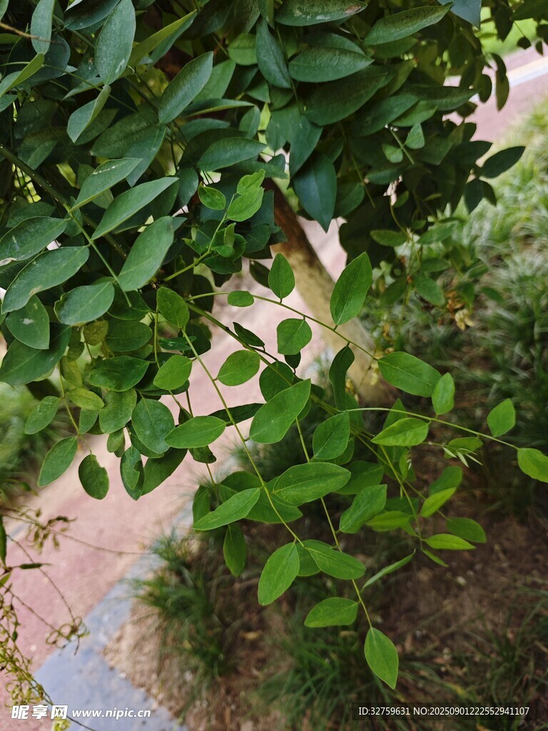 綠葉繁茂的小徑風景