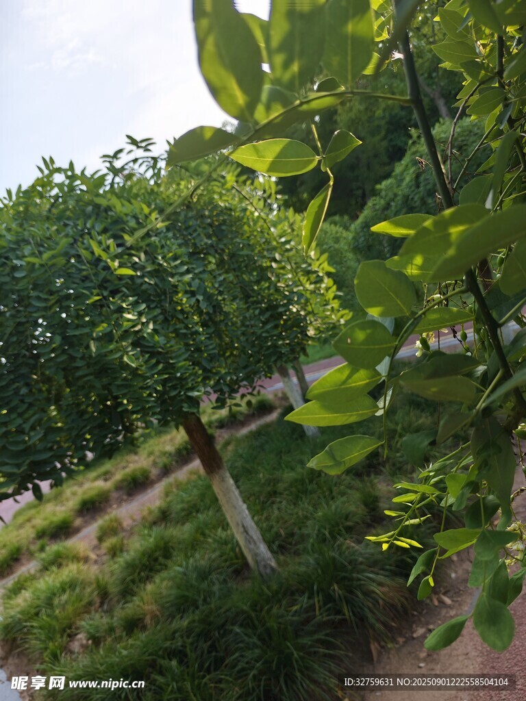 夏日林蔭小道綠意盎然