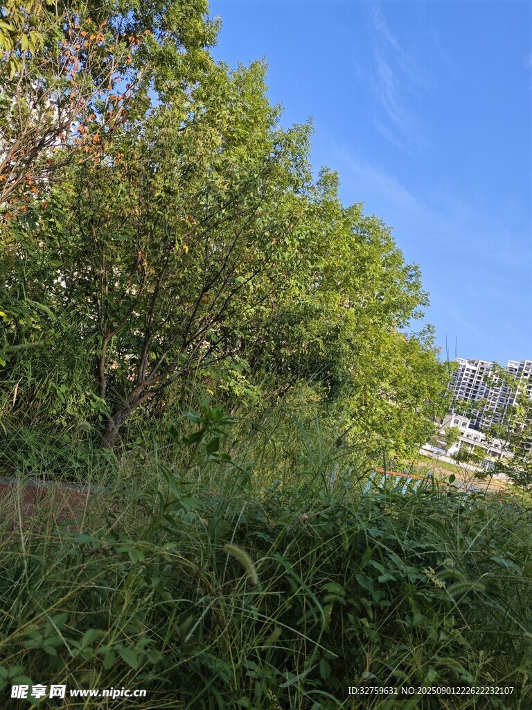 夏日繁茂的樹林景觀