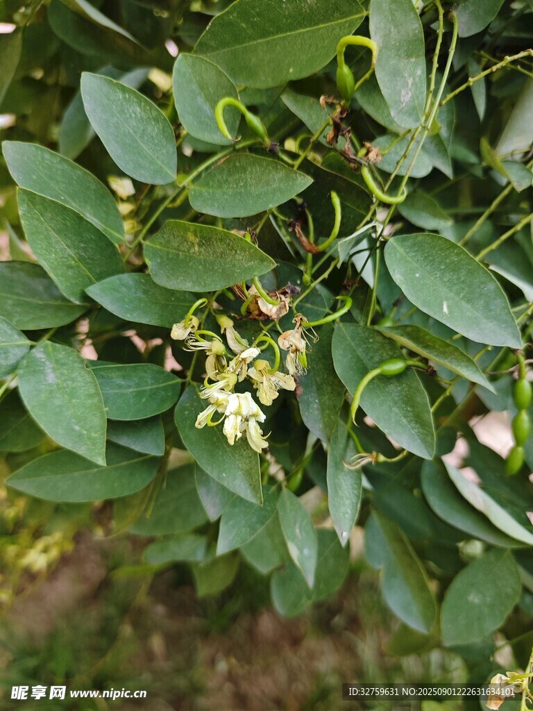 綠葉間綻放的白色小花