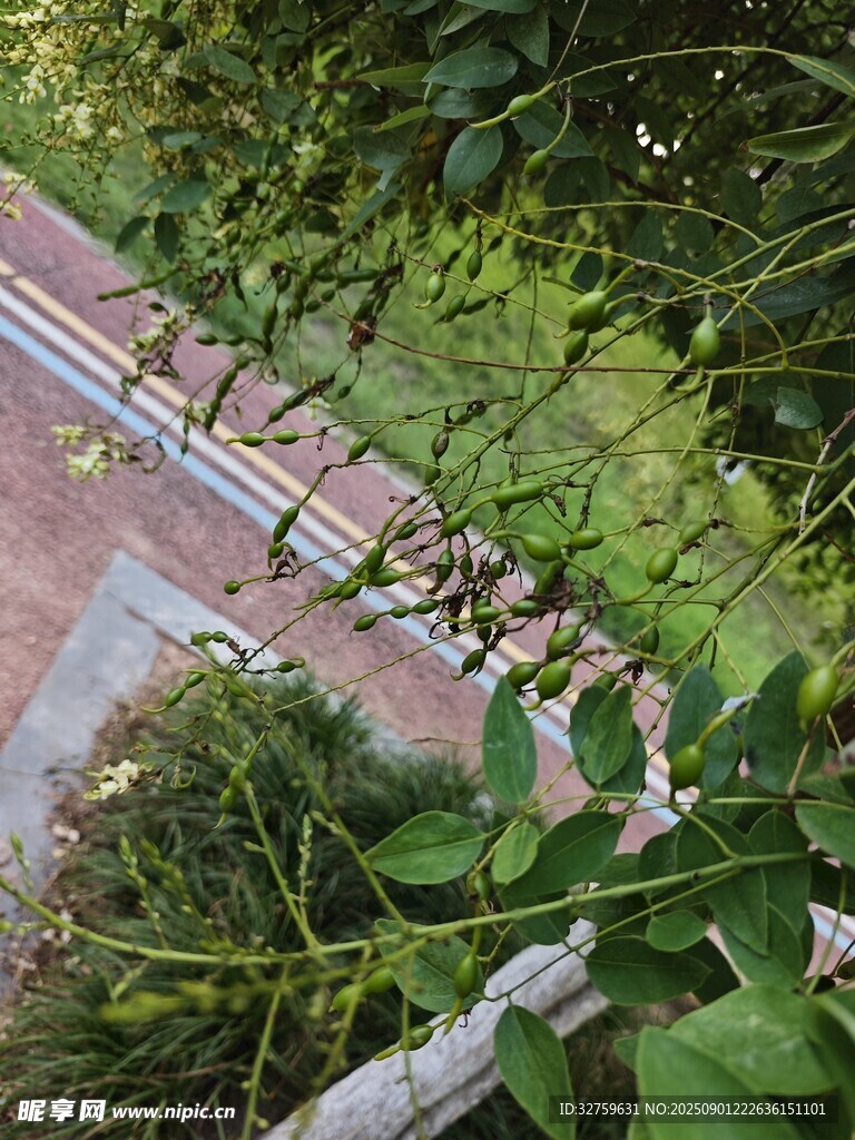綠植環(huán)繞的戶外階梯
