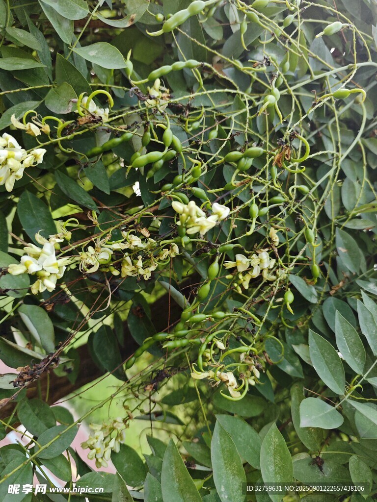 綠葉間的白色小花