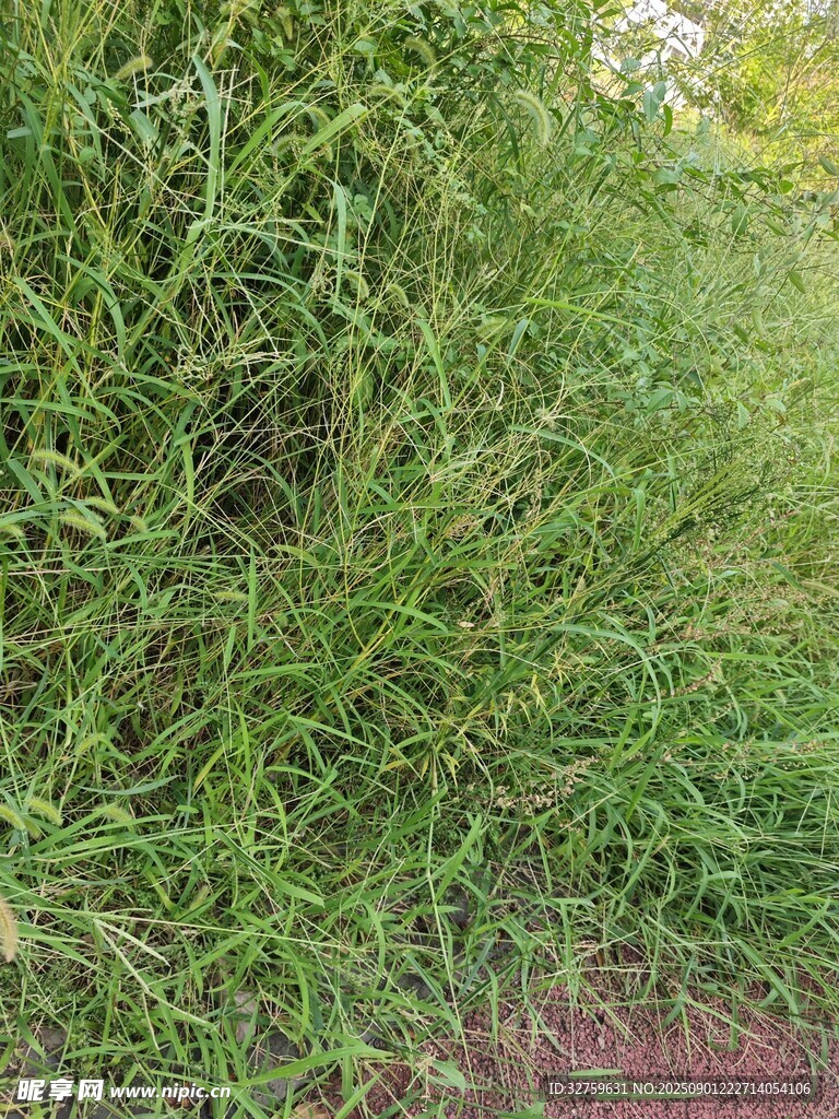 茂密綠植景觀