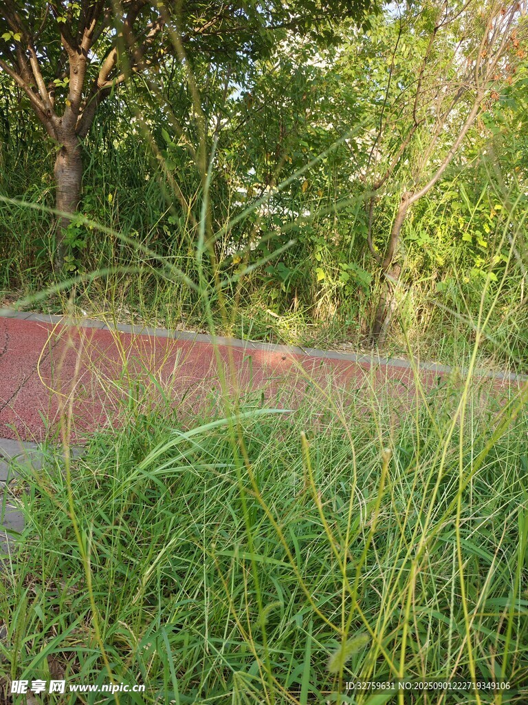公園小徑旁的蔥郁草地