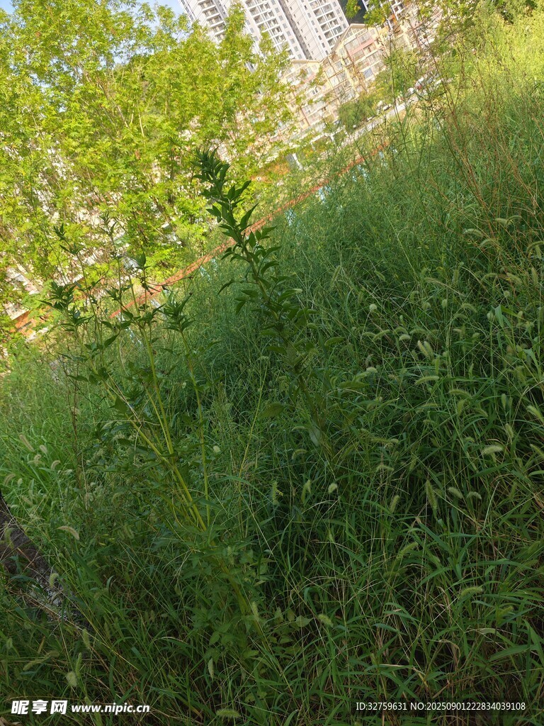 野外繁茂的綠色草地景觀