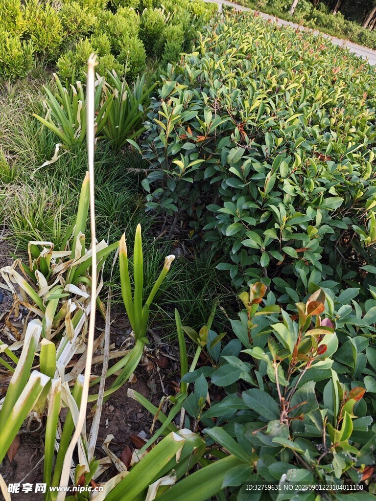 農(nóng)田綠植景觀