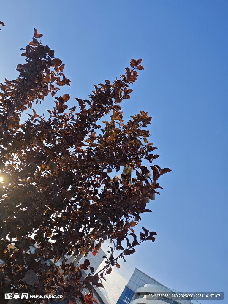 陽光下的紫葉樹
